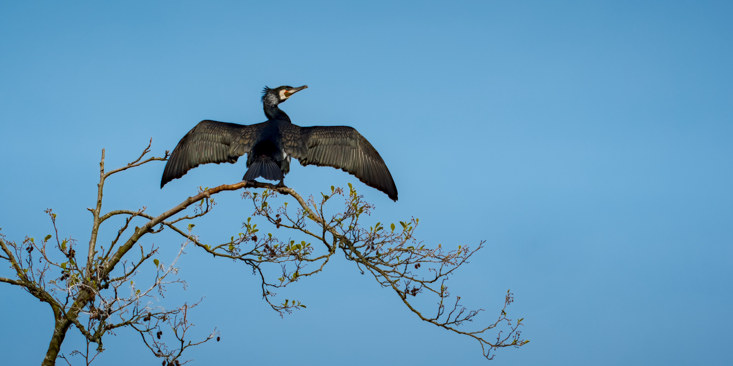 Cormorant drying its wings on a treetop, Frankfurt am Main, Germany.