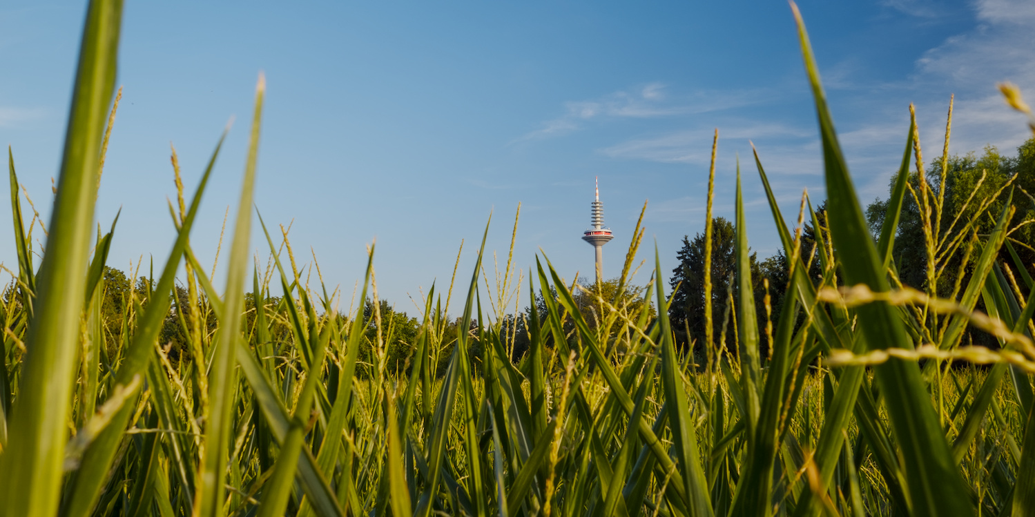 Tall grass in front of the Europaturm, Niddapark, Frankfurt am Main, Germany.