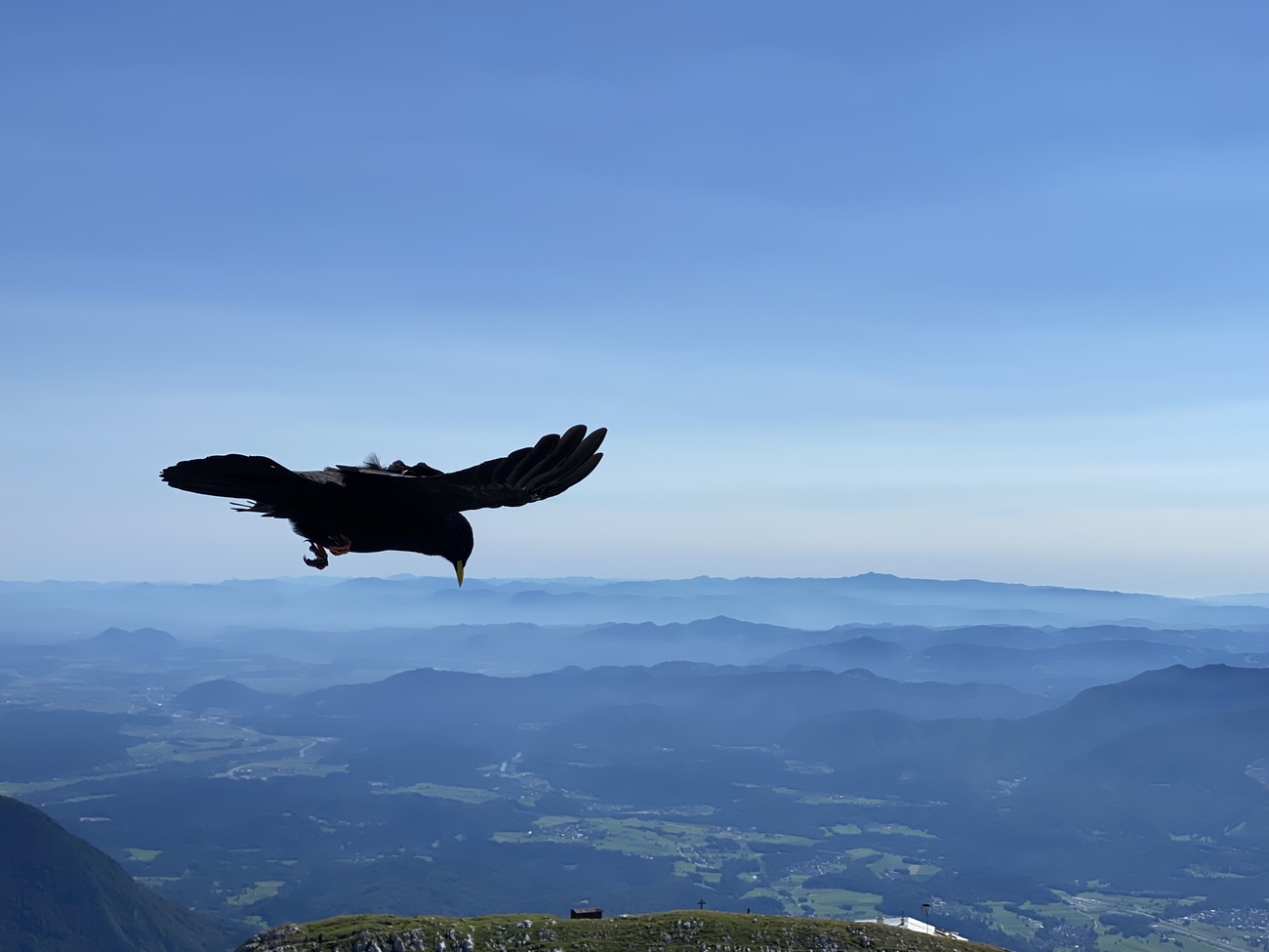 A jackdaw near the top of Hochstuhl mountain, Slovenia.