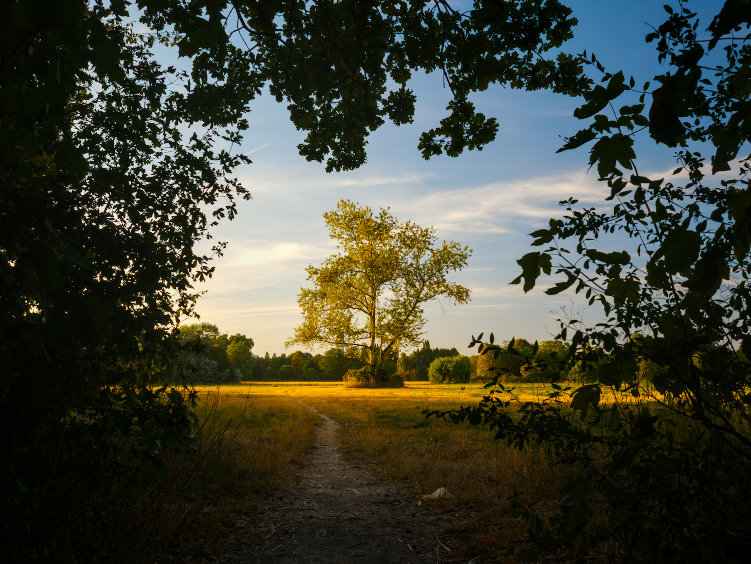 Path to a lone tree in the evening light, Niddapark, Frankfurt am Main, Germany.