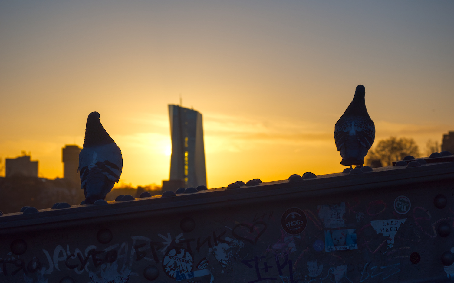 Pigeons watching the sunrise behind the European Central Bank, Frankfurt am Main, Germany.