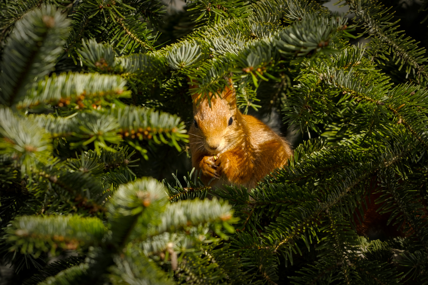 Red squirrel having a snack in a fir tree, Frankfurt am Main, Germany.