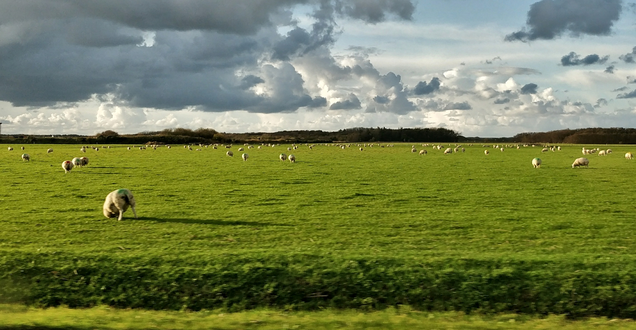 Sheep on Texel, Netherlands.